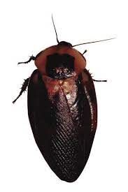 death head cockroach