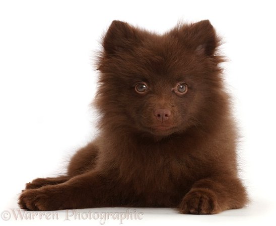 Dog: Chocolate brown Pomeranian puppy lying head up photo WP45727