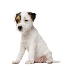 dogs white background - Google Search