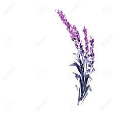 lavender flower watercolor - Google Search