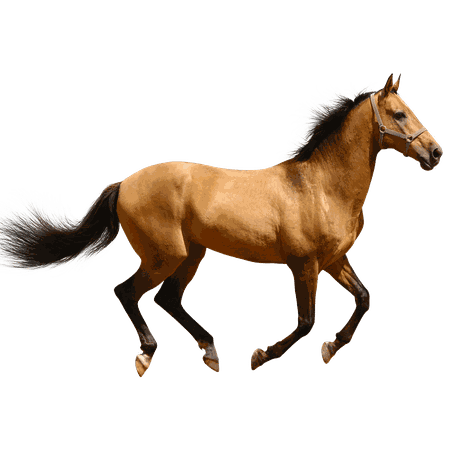 Horse Running Brown Sideview transparent PNG - StickPNG