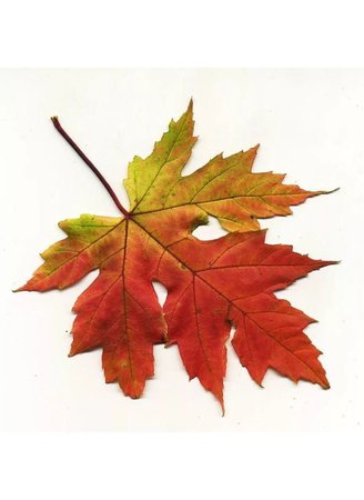 autumn leaves png filler