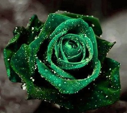 emerald rose