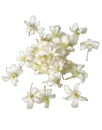 Loose Orchids – White