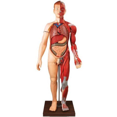 anatomical statue