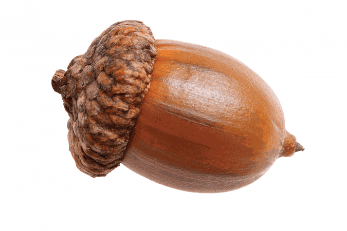 acorn no background - Google Search