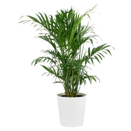 Pure Beauty Farms 9.25 in. Cataractarum Cat Palm Plant in Designer Pot-DC10CATPALMDSN - The Home Depot