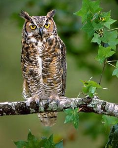 Great Horned Owl | Bird Gallery | Houston Audubon