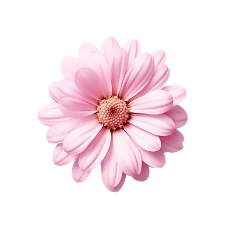 Pink flower, Pink flower png, Pink flower clipart, Pink flower with Transparent Background, AI Generative 29285704 PNG