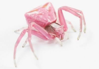 Pink spider