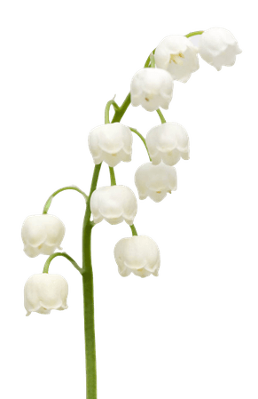 sprig of Lily of the Valley
