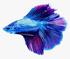 blue fish transparent background - Google Search