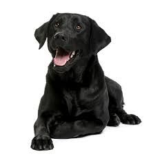 black dog - Google Search