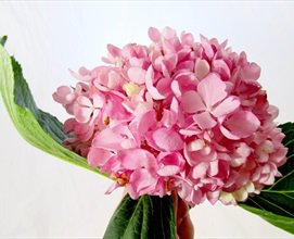 Rosé Pink - Hydrangea - Flowers and Fillers - Flowers by category | Sierra Flower Finder