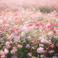 field of wet light pink flowers - Google Search
