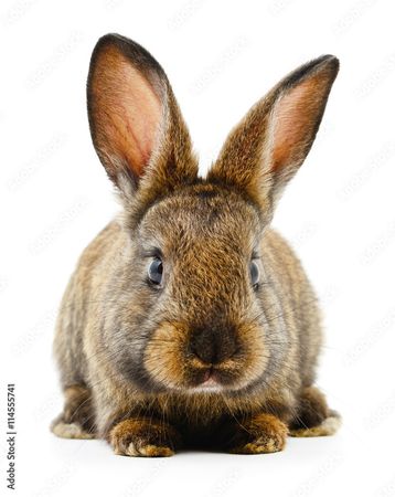 brown bunny - Google Search