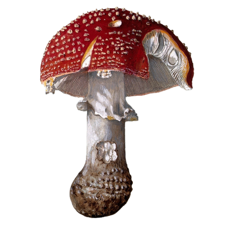 The fly agaric fungus (Amanita muscaria): two fruiting bodies - 1892 - via Wellcome (edited)