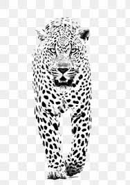 white leopard print - Google Search