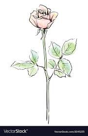 pink rose single - Google Search