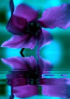 Turquoise Purple Flower