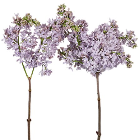 Premium Soft Purple Lilac Flower | FiftyFlowers.com