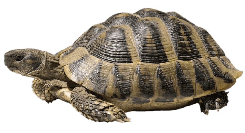 turtle no background - Google Search