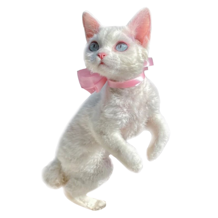 white cat pink ribbon