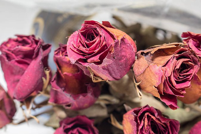 Royalty free photo: old, red, roses, flower, flowering plant, beauty in nature, rose - flower, close-up, petal | Nicepik