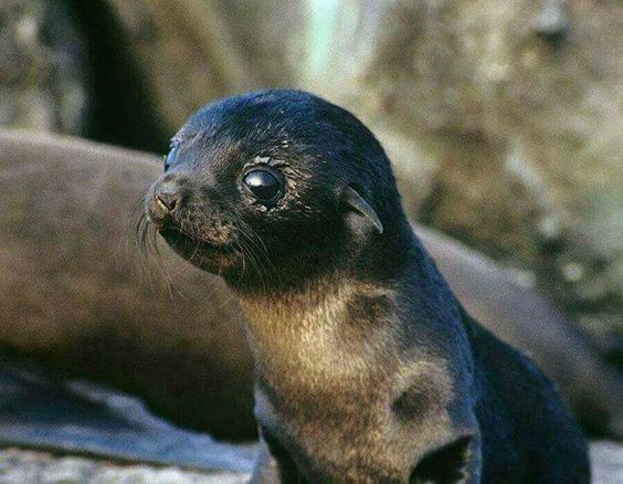 Cute little baby sea lion