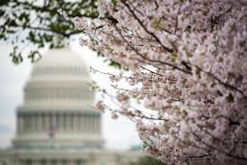washington DC cherry blossom magazine text - Google Search