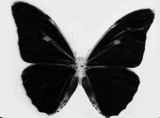 black butterfly png