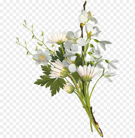 flower-bouquet-chess-2017-clip-art-white-small-flowers-11562920109fm8jbwsnzl.png (840×859)