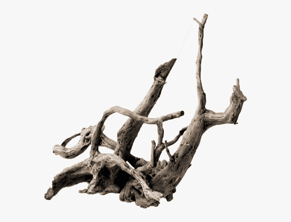 driftwood branch