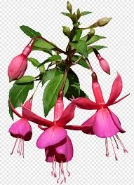 fuchsia flower png - Google Search