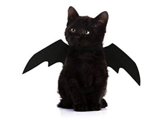 bat kitty
