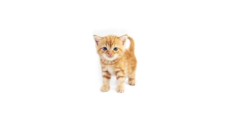 cherie / amelia’s baby tabby cat - @cloud9_official (feel free to use)