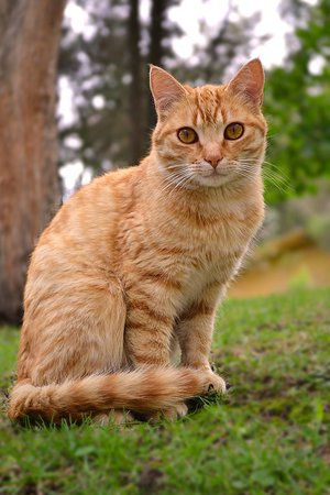 cute orange tabby cat - Google Search