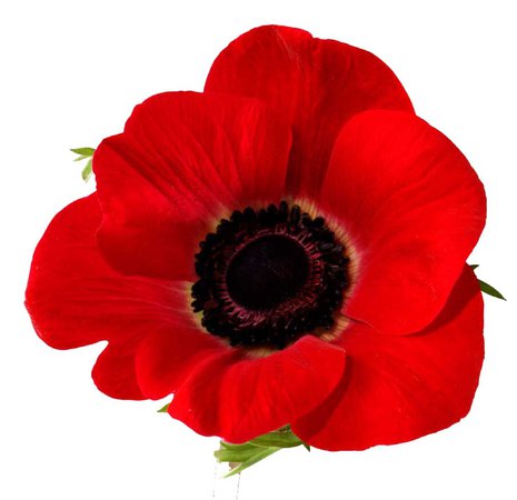 Red Poppy Clipart (Icon Supplies)