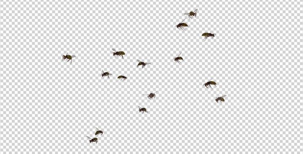 wasp-swarm