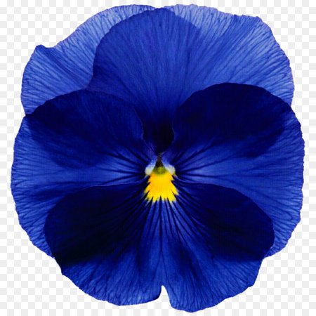 Pansy Flower Blue Annual plant Seed - pansy png download - 887*900 - Free Transparent Pansy png Download.