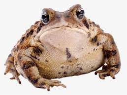 toad - Google Search