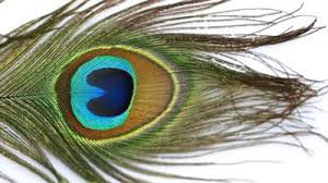 peacock feather - Google Search