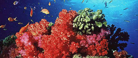 Coral Reef WWF