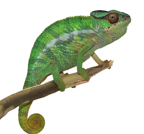 Realistic Chameleon