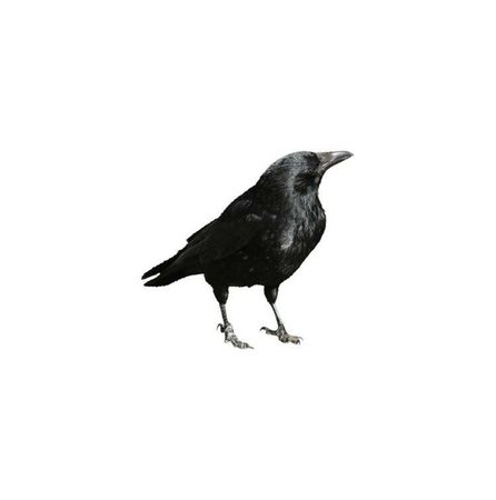 black crow raven