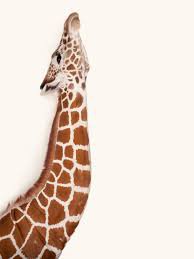 giraffe - Google Search