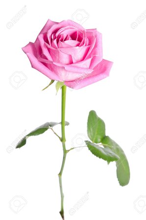 pink rose - Google Search