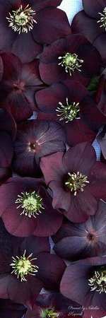 (1) Pinterest - Purple aubergine anemones / flowers | POLY