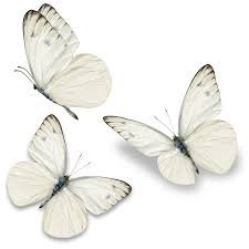white butterfly - Google Search