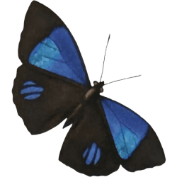 moth butterfly blue black
